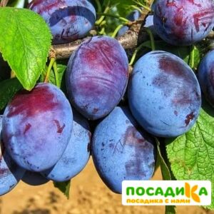 Слива Чачакская ранняя купить по цене от 229.00р. в интернет-магазине «Посадика» с доставкой почтой в в Котельниковое и по всей России – [изображение №1].