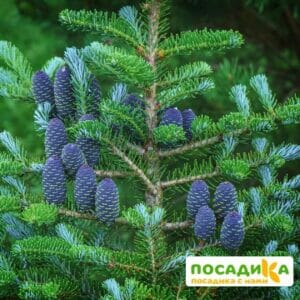 Пихта корейская (Abies koreana) купить по цене от 450.00р. в интернет-магазине «Посадика» с доставкой почтой в в Котельниковое и по всей России – [изображение №1].