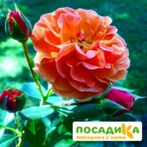 Роза Арабия купить по цене от 350.00р. в интернет-магазине «Посадика» с доставкой почтой в в Котельниковое и по всей России – [изображение №1].