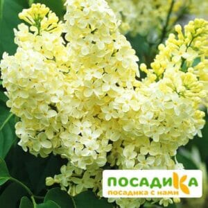 Сирень Примроуз (Primrose) купить по цене от 529.00р. в интернет-магазине «Посадика» с доставкой почтой в в Котельниковое и по всей России – [изображение №1].