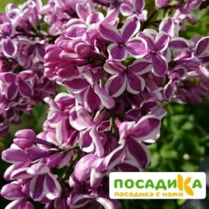 Сирень Сенсация купить по цене от 529.00р. в интернет-магазине «Посадика» с доставкой почтой в в Котельниковое и по всей России – [изображение №1].