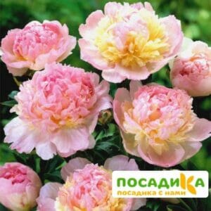 Пион Распберри Сандей (Paeonia Raspberry Sundae) купить по цене от 959р. в интернет-магазине «Посадика» с доставкой почтой в в Котельниковое и по всей России – [изображение №1].