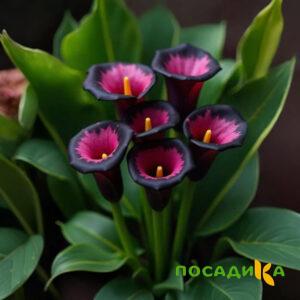 Калла Аура Лейс купить по цене от 400р. в интернет-магазине «Посадика» с доставкой почтой в в Котельниковое и по всей России – [изображение №1].