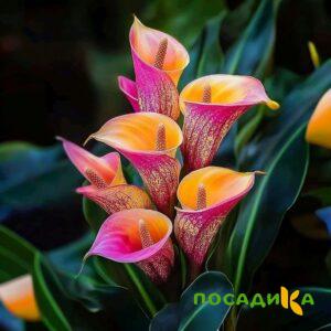 Калла Оникс купить по цене от 450р. в интернет-магазине «Посадика» с доставкой почтой в в Котельниковое и по всей России – [изображение №1].