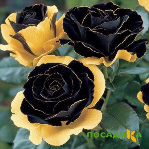 Роза Ханни Сикл купить по цене от 700р. в интернет-магазине «Посадика» с доставкой почтой в в Котельниковое и по всей России – [изображение №1].