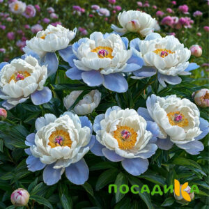 Пион акварельный Этюд купить по цене от 806р. в интернет-магазине «Посадика» с доставкой почтой в в Котельниковое и по всей России – [изображение №1].