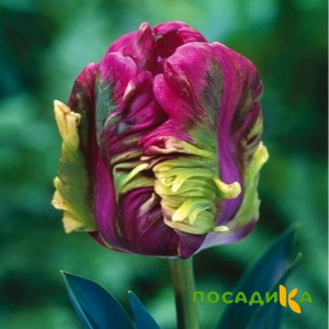 Тюльпан Экзотик Хэвен купить по цене от 186р. в интернет-магазине «Посадика» с доставкой почтой в в Котельниковое и по всей России – [изображение №1].