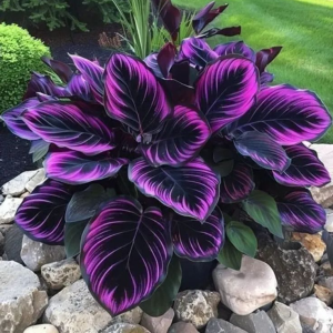 Хоста Люминоза купить по цене от 450р. в интернет-магазине «Посадика» с доставкой почтой в в Котельниковое и по всей России – [изображение №1].