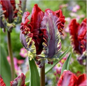 Тюльпан Рококо купить по цене от 350р. в интернет-магазине «Посадика» с доставкой почтой в в Котельниковое и по всей России – [изображение №1].