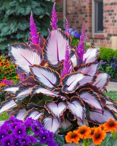 Хоста Кримэн Дрим купить по цене от 549р. в интернет-магазине «Посадика» с доставкой почтой в в Котельниковое и по всей России – [изображение №1].