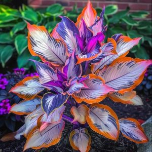 Хоста Эмеральд Тиара купить по цене от 602р. в интернет-магазине «Посадика» с доставкой почтой в в Котельниковое и по всей России – [изображение №1].