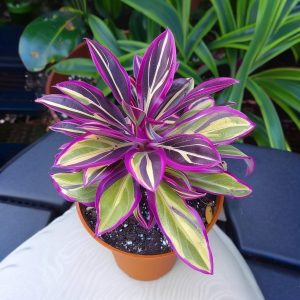 Хоста Сильвер Стик купить по цене от 650р. в интернет-магазине «Посадика» с доставкой почтой в в Котельниковое и по всей России – [изображение №1].