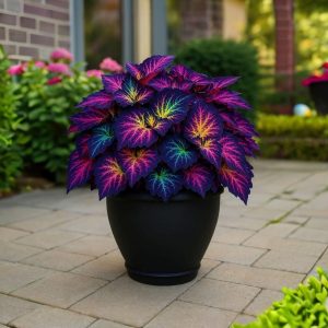 Хоста Фрости Блю купить по цене от 389р. в интернет-магазине «Посадика» с доставкой почтой в в Котельниковое и по всей России – [изображение №1].