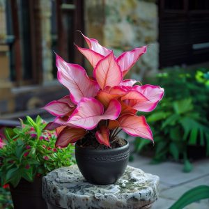 Хоста Розовая Симфония купить по цене от 800р. в интернет-магазине «Посадика» с доставкой почтой в в Котельниковое и по всей России – [изображение №1].