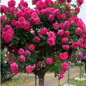 Роза Версаля купить по цене от 232р. в интернет-магазине «Посадика» с доставкой почтой в в Котельниковое и по всей России – [изображение №1].