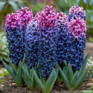 Гиацинт Блю Спринг купить по цене от 2099р. в интернет-магазине «Посадика» с доставкой почтой в в Котельниковое и по всей России – [изображение №1].