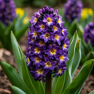 Гиацинт Вельвет Колор купить по цене от 2099р. в интернет-магазине «Посадика» с доставкой почтой в в Котельниковое и по всей России – [изображение №1].