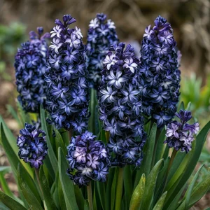 Гиацинт Блум Клауд купить по цене от 2099р. в интернет-магазине «Посадика» с доставкой почтой в в Котельниковое и по всей России – [изображение №1].