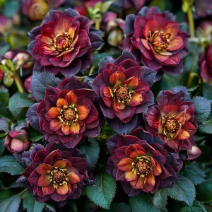 Морозник Сноу Дроп купить по цене от 348р. в интернет-магазине «Посадика» с доставкой почтой в в Котельниковое и по всей России – [изображение №1].