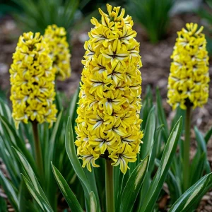 Гиацинт Сансет Голд купить по цене от 2099р. в интернет-магазине «Посадика» с доставкой почтой в в Котельниковое и по всей России – [изображение №1].