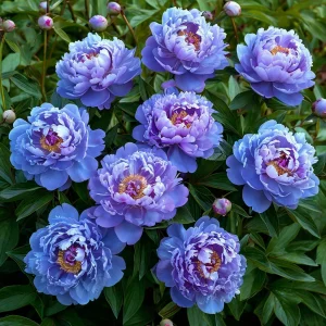 Пион Голубой лотос купить по цене от 590р. в интернет-магазине «Посадика» с доставкой почтой в в Котельниковое и по всей России – [изображение №1].