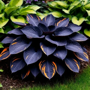 Хоста Умбра купить по цене от 349р. в интернет-магазине «Посадика» с доставкой почтой в в Котельниковое и по всей России – [изображение №1].