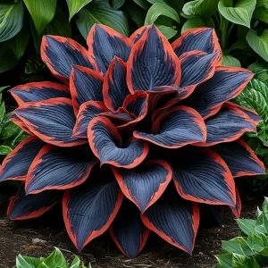 Хоста Солнечный Агат купить по цене от 440р. в интернет-магазине «Посадика» с доставкой почтой в в Котельниковое и по всей России – [изображение №1].