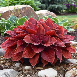 Хоста Рэд Эйнджл купить по цене от 549р. в интернет-магазине «Посадика» с доставкой почтой в в Котельниковое и по всей России – [изображение №1].