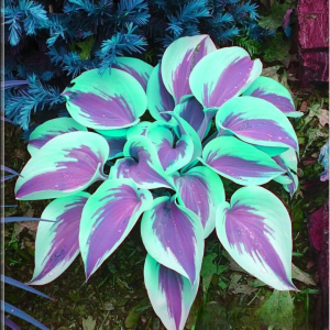 Хоста Висперин Бьюти купить по цене от 379р. в интернет-магазине «Посадика» с доставкой почтой в в Котельниковое и по всей России – [изображение №1].