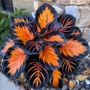 Хоста Сикрет Форест купить по цене от 601р. в интернет-магазине «Посадика» с доставкой почтой в в Котельниковое и по всей России – [изображение №1].