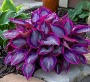 Хоста Сикрет Гарденс купить по цене от 549р. в интернет-магазине «Посадика» с доставкой почтой в в Котельниковое и по всей России – [изображение №1].