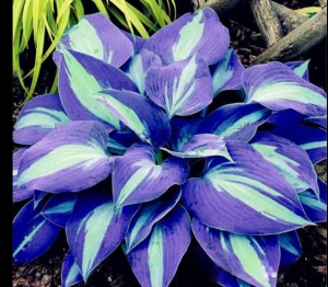 Хоста Аурелия купить по цене от 450р. в интернет-магазине «Посадика» с доставкой почтой в в Котельниковое и по всей России – [изображение №1].