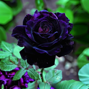 Роза Блэк Пантер купить по цене от 319р. в интернет-магазине «Посадика» с доставкой почтой в в Котельниковое и по всей России – [изображение №1].