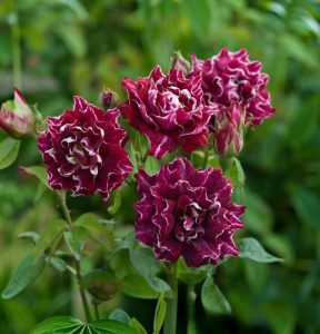 Роза Опаловый Пейзаж купить по цене от 490р. в интернет-магазине «Посадика» с доставкой почтой в в Котельниковое и по всей России – [изображение №1].