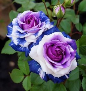 Роза Айвори Каскад купить по цене от 420р. в интернет-магазине «Посадика» с доставкой почтой в в Котельниковое и по всей России – [изображение №1].