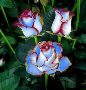 Роза Сафайер Пэтл купить по цене от 450р. в интернет-магазине «Посадика» с доставкой почтой в в Котельниковое и по всей России – [изображение №1].