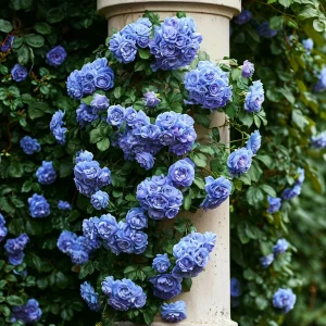 Роза плетистая Блю Перпл купить по цене от 540р. в интернет-магазине «Посадика» с доставкой почтой в в Котельниковое и по всей России – [изображение №1].